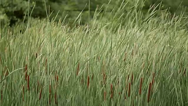 河岸上的藤条。视频素材