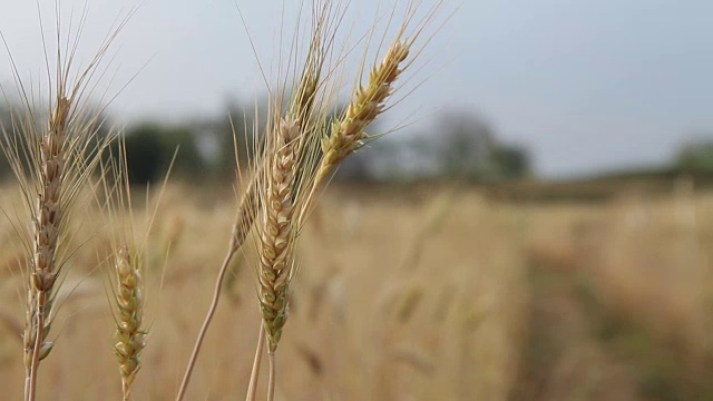 近距离的金色小麦作物吹在风中视频素材