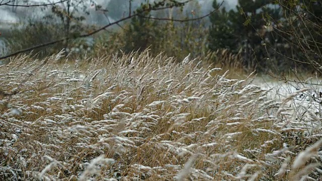 第一个秋天降雪。视频素材