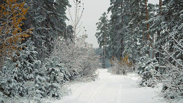 第一个秋天降雪。视频素材