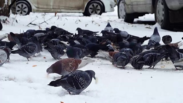 鸽子和一只猫在雪地上视频素材