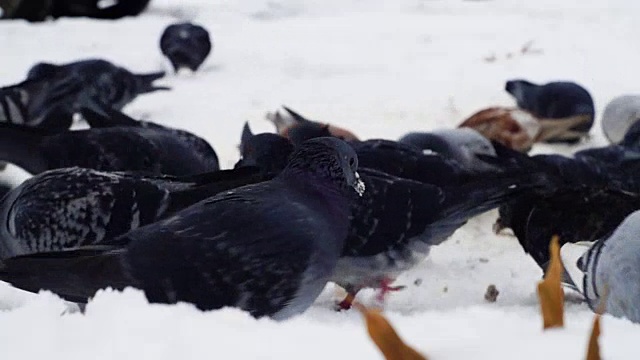 鸽子在雪地上觅食的特写视频素材