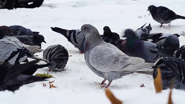 以雪为食的鸽子视频素材