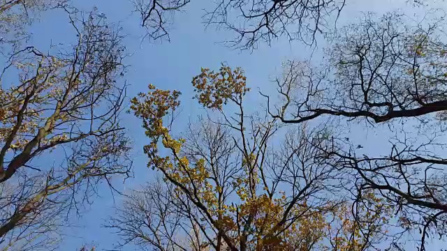 在一个阳光明媚的秋日，仰望着高大多彩的树木。视频素材