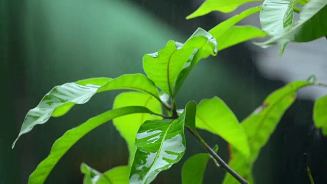 植物上的雨滴视频素材