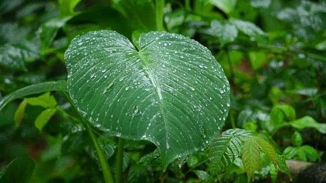 树叶上的雨滴特写视频素材