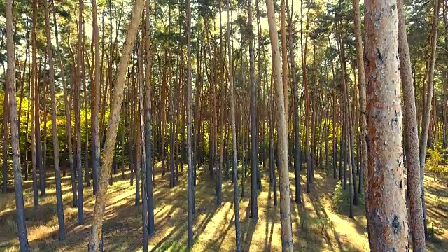 飞槽森林。树森林。太阳耀斑。自然背景视频下载