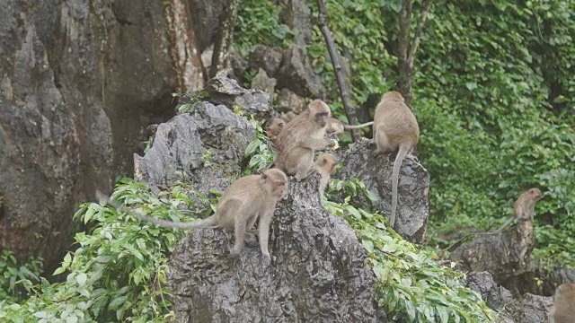 猴子坐在石头上吃东西。泰国Ratchaburi Khao Ngoo Rock公园。视频下载