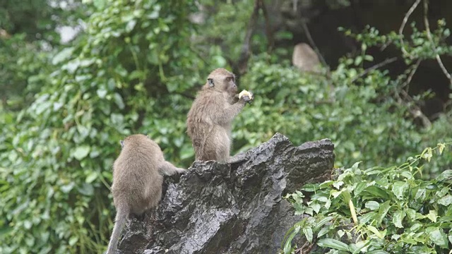 猴子坐在石头上吃东西。泰国Ratchaburi Khao Ngoo Rock公园。视频下载