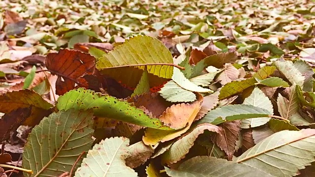 秋天的黄叶是大自然地面上的背景视频素材