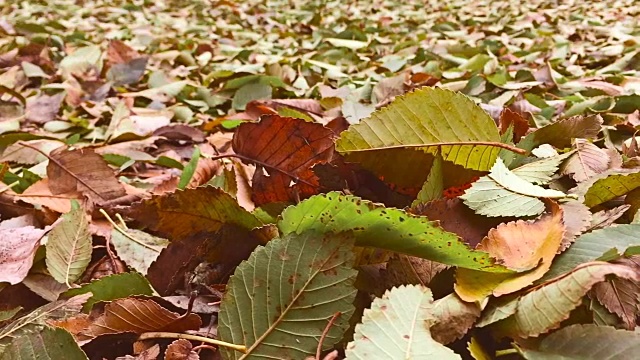 秋天的黄叶都是地上的底色躺在地上的自然视频素材