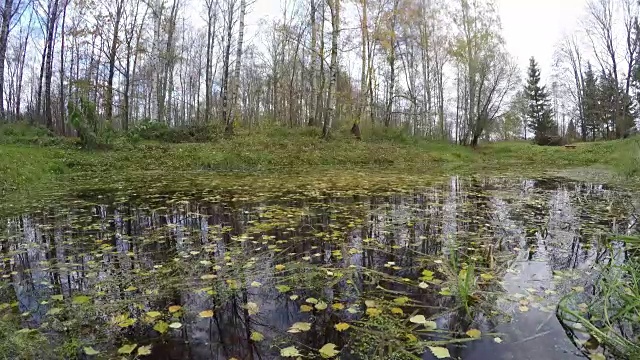 树叶落在池塘里，时光流逝视频素材