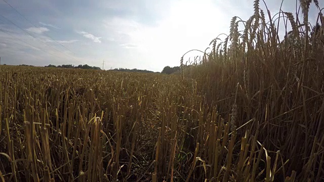 部分收获的成熟麦田，时间流逝视频素材