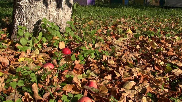 苹果从苹果树上掉下来视频素材