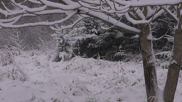 森林边有暴风雪视频素材