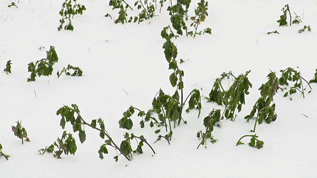 绿色的植物在雪下视频素材