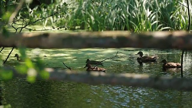 阳光明媚的夏日，野鸭在平静的湖水中游泳视频素材