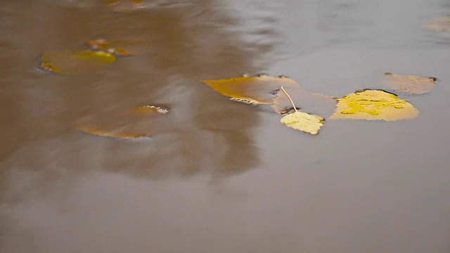 在秋天的雨中，一滩黄色的树叶自然漂浮在树上视频素材