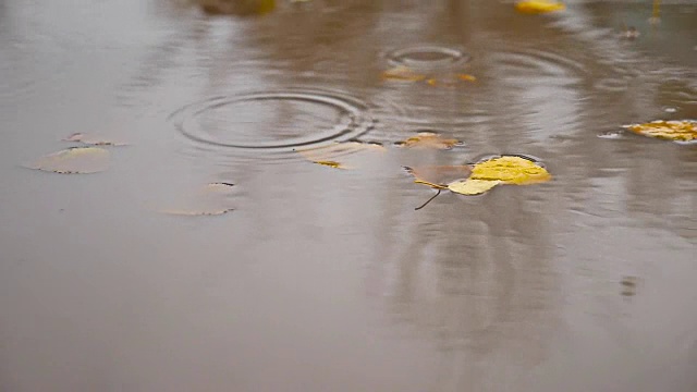 在秋雨中，大自然在一滩黄叶飘浮的树上视频素材