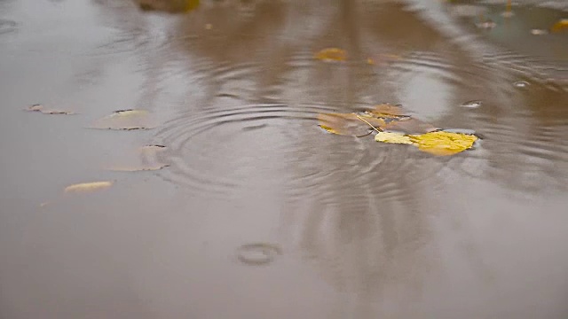 雨水在秋天的水坑里自然漂浮着黄色的树叶视频素材