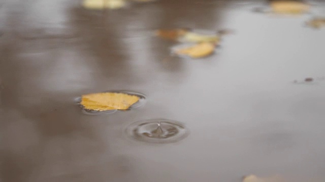 雨水在秋天的水坑里漂浮着一片片黄叶视频素材