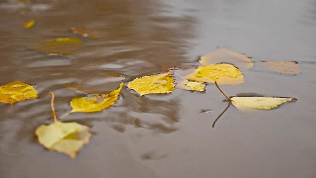 在秋天的雨中，一滩黄色的树叶漂浮在树上视频素材