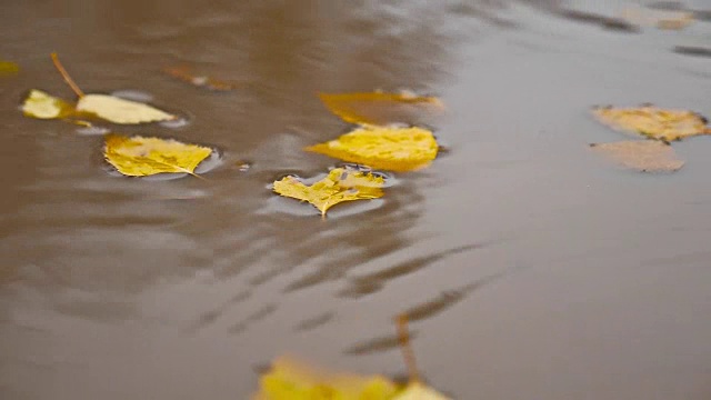 雨水在秋天的水坑里，自然黄色的树叶漂浮在树上视频素材