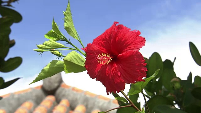 芙蓉花，冲绳，日本视频素材