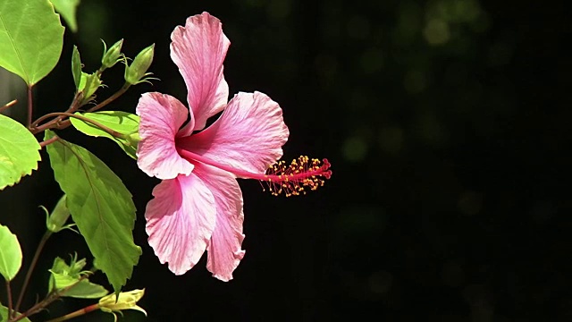 芙蓉花，冲绳，日本视频素材