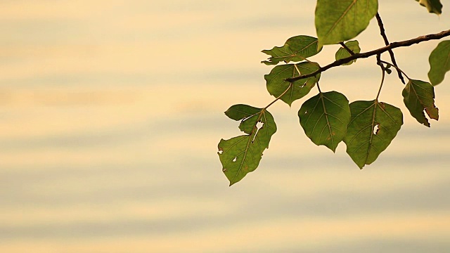 美丽的散景，日出时海浪在水面上反射着跳舞的太阳。视频素材