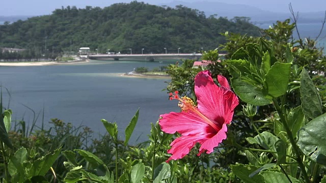 盐谷湾与木槿，冲绳，日本视频素材