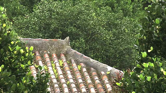 雨中的红屋顶，冲绳，日本视频素材