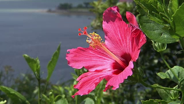 盐谷湾与木槿，冲绳，日本视频素材