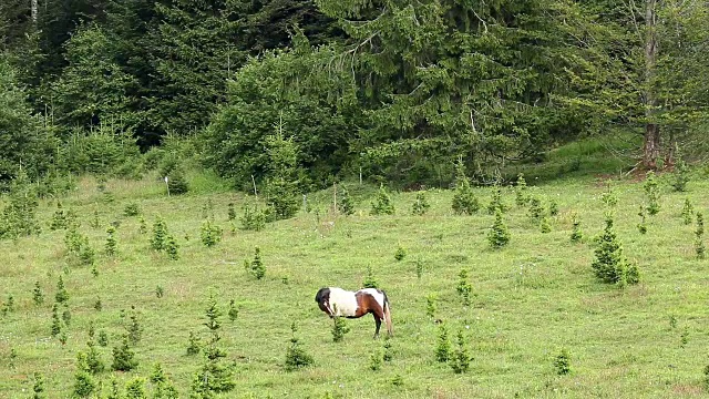 在森林附近的田野上吃草的马视频素材