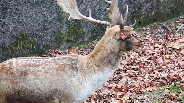 欧洲黇鹿的呼唤视频素材