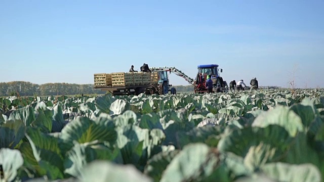 工人们收集卷心菜，把它放在传送带上视频素材