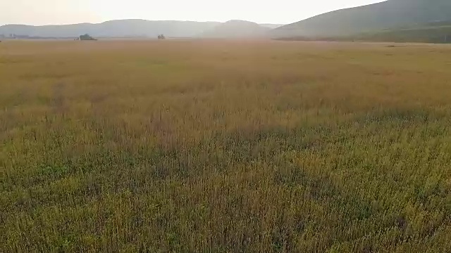 在麦田上空飞翔视频素材