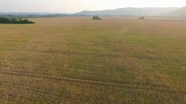 在麦田上空飞翔视频素材