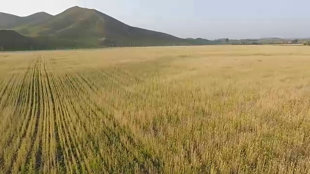 有机大麦田鸟瞰图视频素材