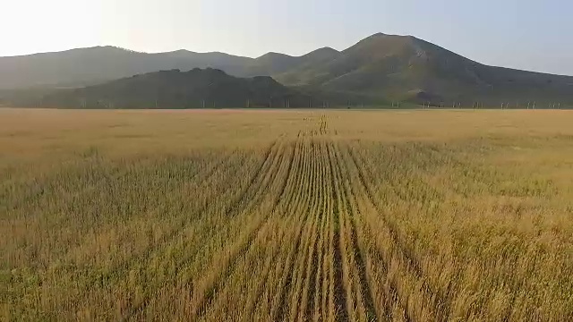 有机大麦田鸟瞰图视频素材