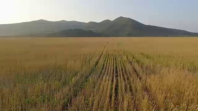 有机大麦田鸟瞰图视频素材