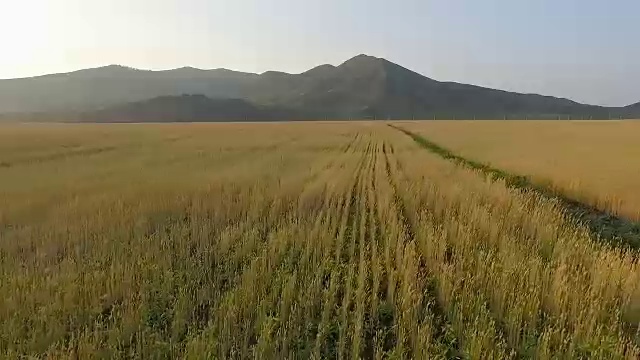 有机大麦田鸟瞰图视频素材