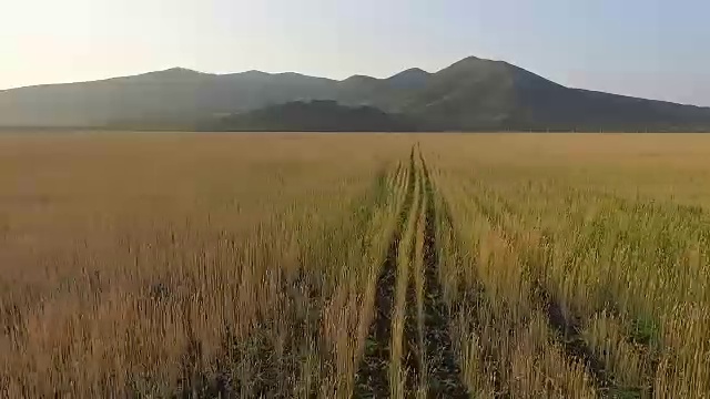 有机大麦田鸟瞰图视频素材