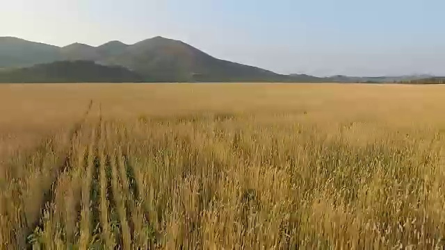 有机大麦田鸟瞰图视频素材