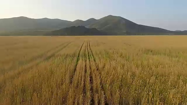 有机大麦田鸟瞰图视频素材