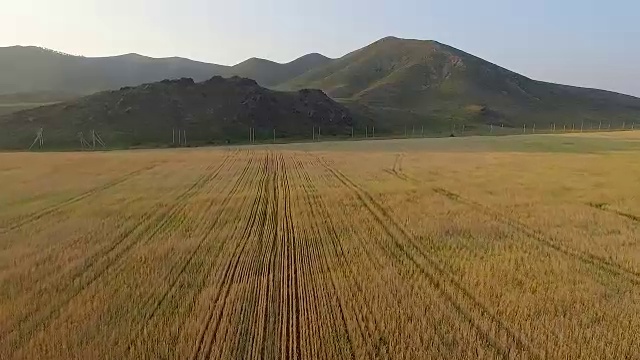 飞过麦田，飞向群山视频素材