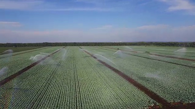 灌溉系统浇灌大白菜田视频素材