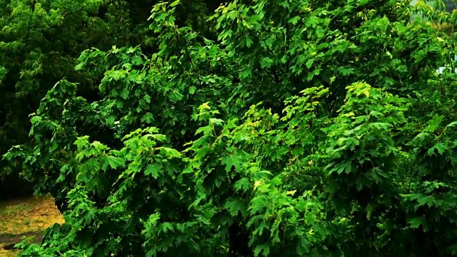 大雨倾盆，狂风摇晃着树枝，雨水滴漏视频素材