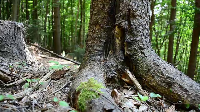 根在树林里视频素材