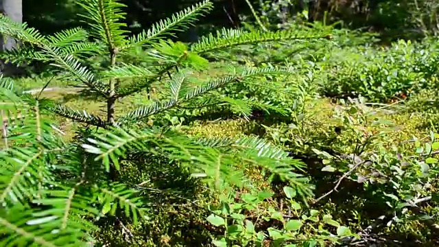 针叶、松林视频素材